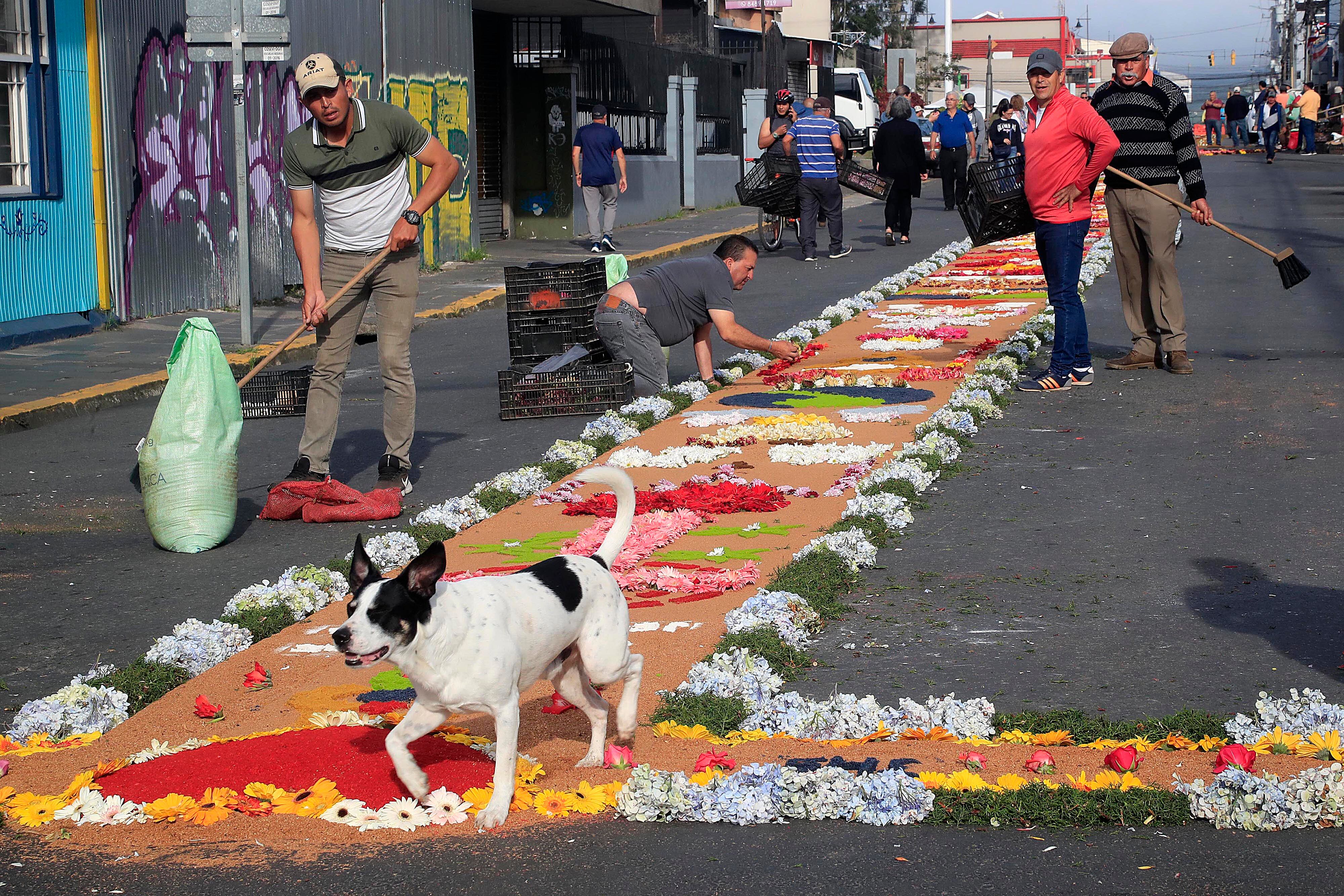 03/09/2023      Cartago. Desde la media noche, decenas de personas de diferentes comunidades de la provincia empezaron a elaborar las coloridas y espectaculares alfombras para formar una sola de poco más de kilómetro y medio, por donde transitó la imagen de la Virgen de los Angeles en su retorno a la Basílica. Aserrín y broza del café coloreados, cal y flores, especialmente rosas, entre otros, dieron forma al manto multicolor para dirigir los pasos de quienes acompañaron a La Negrita en la tradicional Pasada de regreso al Santuario Nacional tras permanecer un mes exacto en la Catedral de Nuestra Señora del Carmen.