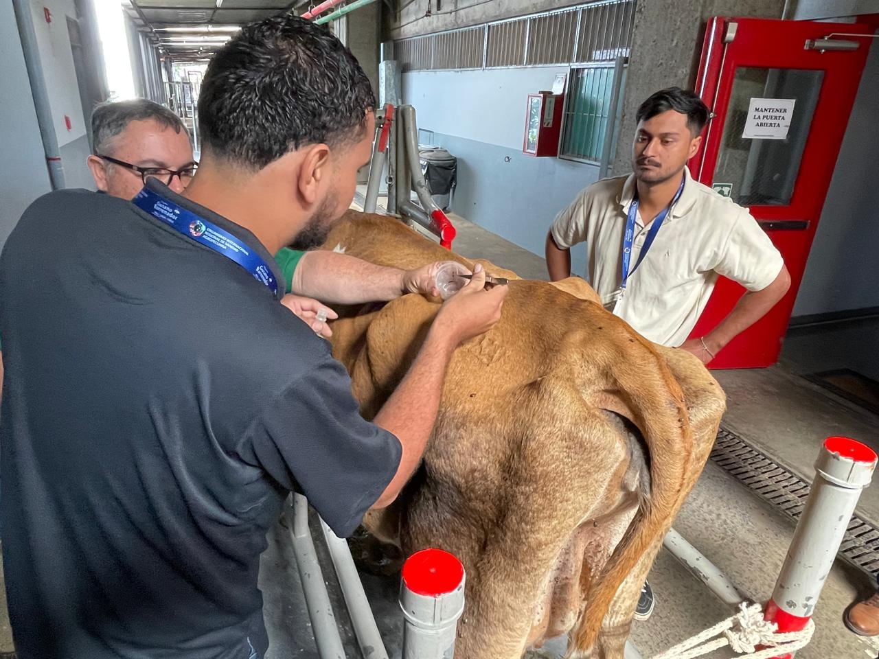 Gusano barrenador extracción de larvas