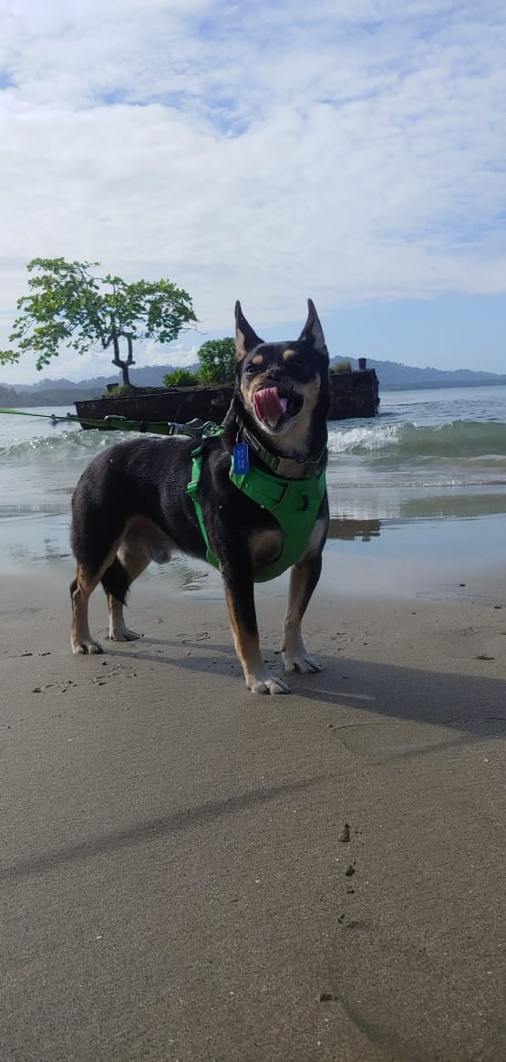 Al zaguatico Duke, símbolo del maltrato animal desde el 2016, se le desarrolló epilepsia, confirmaron los especialistas de la veterinaria Neurovet, después de varios exámenes que le realizaron