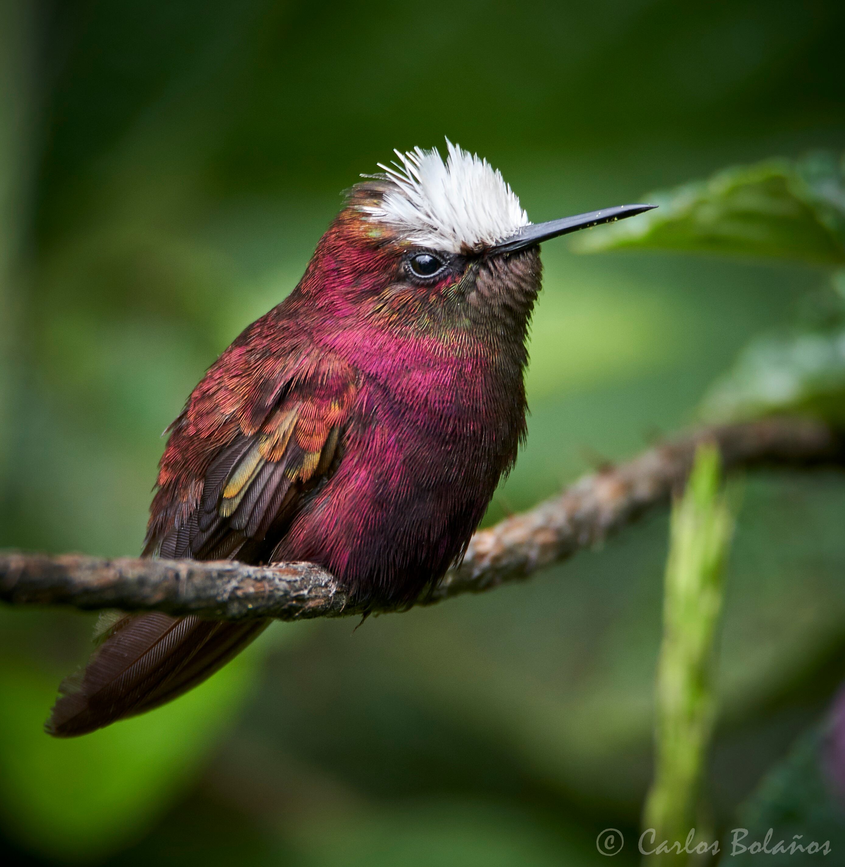 Colibri Copete de Nieve, representa una de mis fotografias mas emblematicas ya que fue la primera que me publicaron en las paginas de Revista National Geographic en Español y National Geographic Traveler Latinoamérica. gracias a la motivacion de una estranjera que escribio en mi redes sociales que le encantaba mis fotografias y me envio por privado una direccion para enviar a dichas paginas, para sorpresa pocos dias me llama una compañera pajarera y me dice que me compartieron en redes sociales una de mis fotografias. Esta fotografia fue tomada en el Antiguo Mariposario sobre la ruta 32 cerca del parque Nacional Braulio Carrillo.