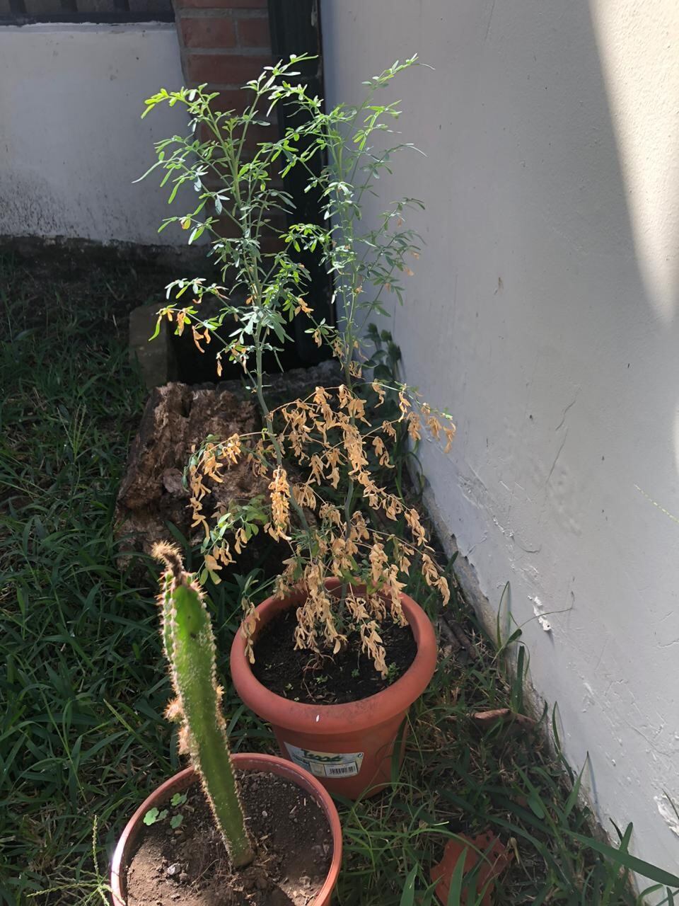 Facebook live con Jorge Bernaldez, invitado, Allan Arburola.