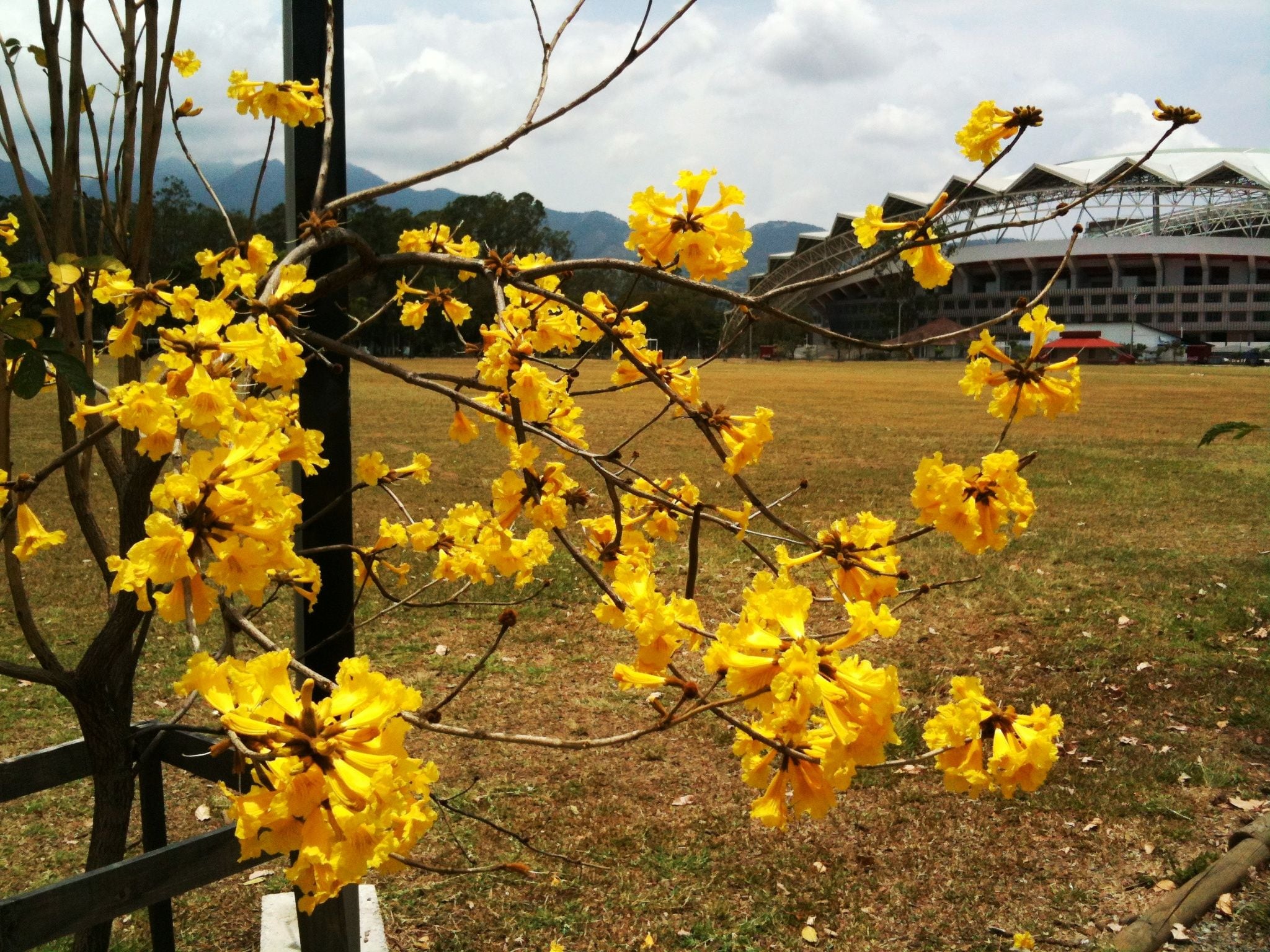 Aprovechando la celebración del Día Nacional del Árbol, que fue este 15 de junio, el Instituto Costarricense del Deporte y la Recreación (Icoder) y el Scotiabank, confirmaron que después de 13 años finaliza el proyecto de arborización “Una Nueva Sabana” en Parque Metropolitano La Sabana.