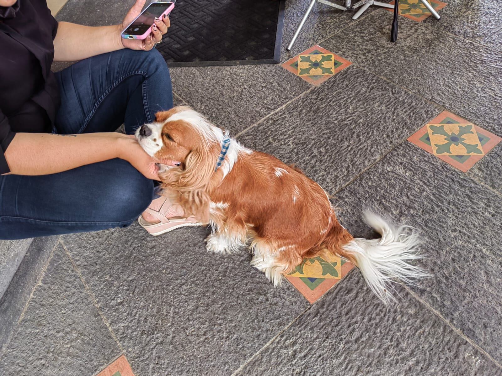 Rumba, la perrita del presidente electo, Rodrigo Chaves Robles, se robó el show en la reunión que sostuvo con José María Figueres el 5 de abril del 2022