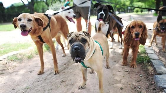 Día Mundial del Perro