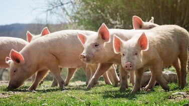 Viajeros, evitemos que los cerditos paguen los platos rotos