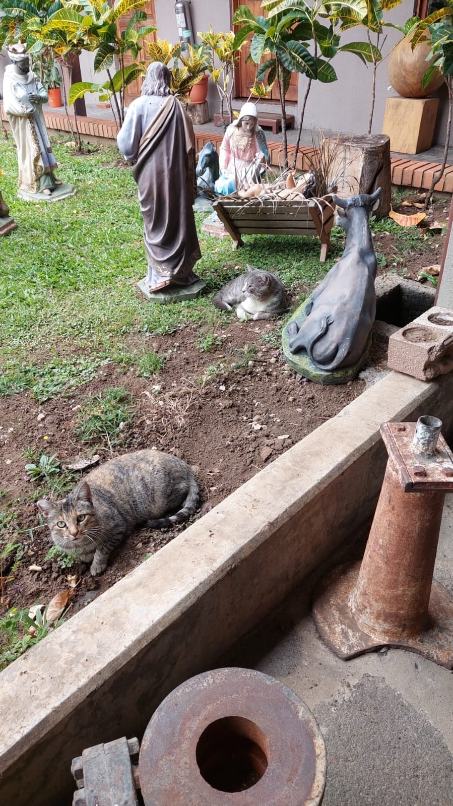 El gato Tom está buscando un hogar que lo adopte.