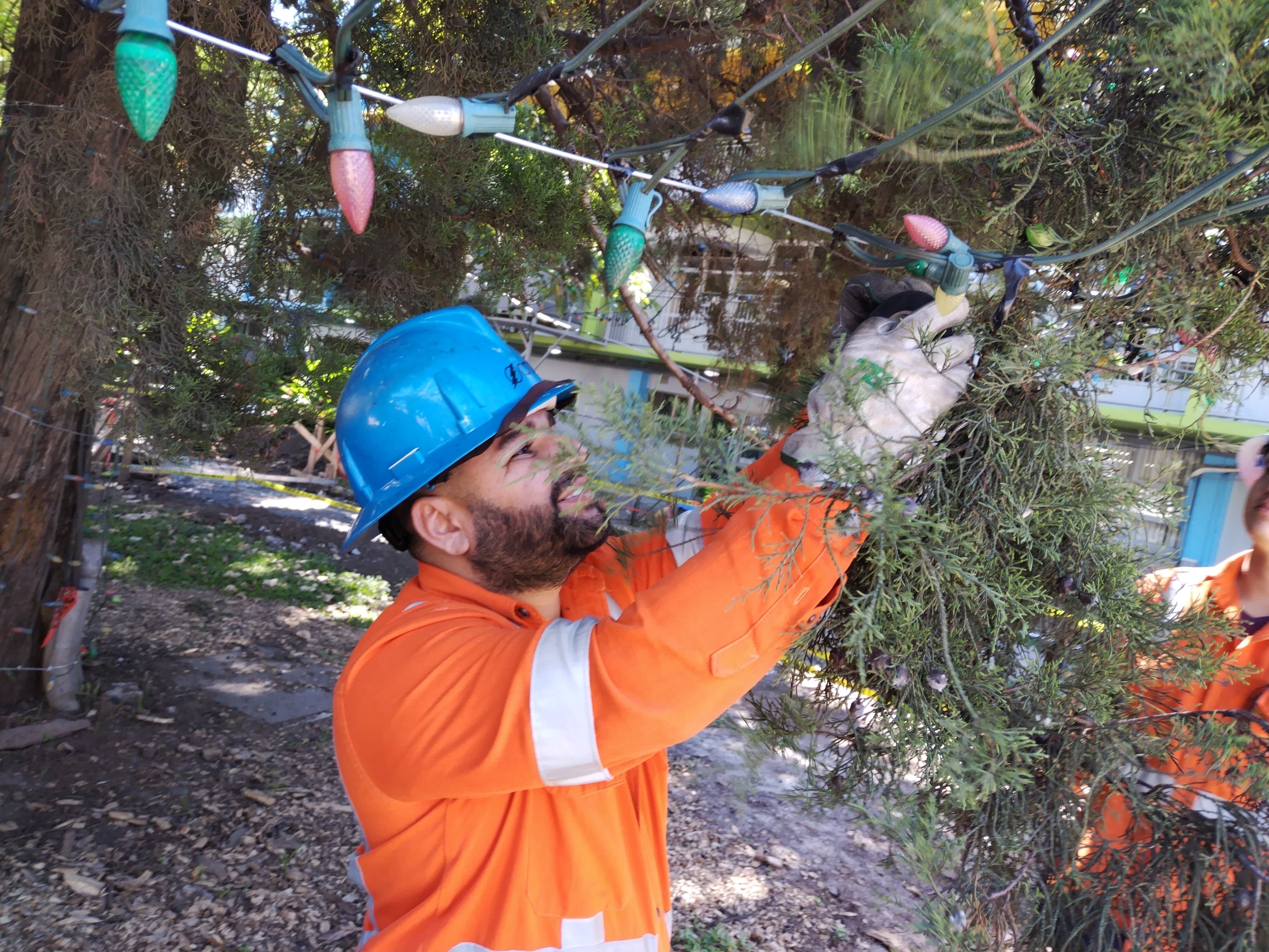 Por sexto año consecutivo don Marcelino Arce Díaz es el encargado principal de una muy linda, noble y amorosa misión, adornar con más de 20 mil bombillitos, el arbolote de navidad natural más grande del país, el del Hospital Nacional de Niños