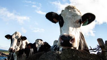 Superbacteria se propaga a través del ganado y puede ser grave para los humanos