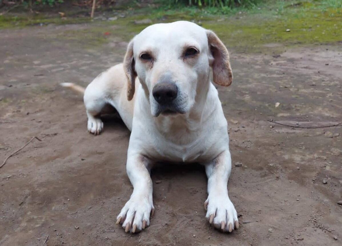 Familia lo perdió todo por incendio en Moravia. Foto cortesía Fabián Fernández.