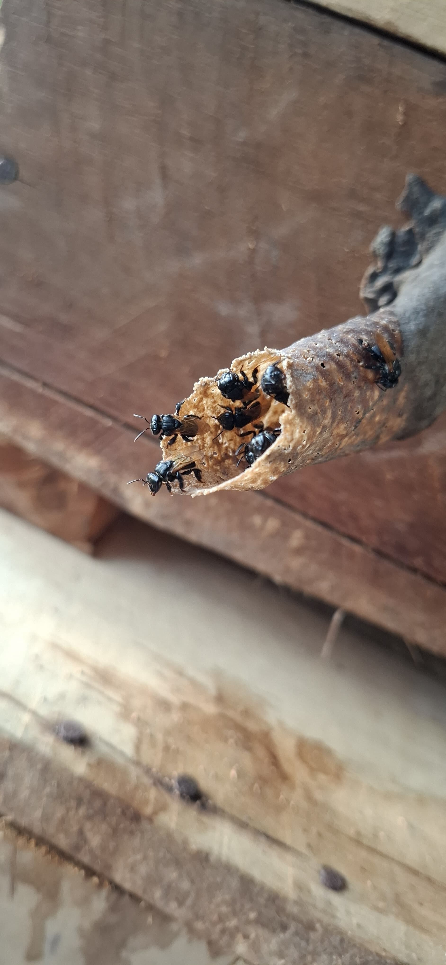 Osvaldo Murillo es un joven de 17 años, que logró crear su proyecto de meliponicultura, tiene varias colmenas y ya ha producido miel para venderla.