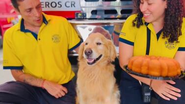 ¡Feliz cumpleaños de Zeus! el valiente perrito bombero entrenado para buscar personas atrapadas
