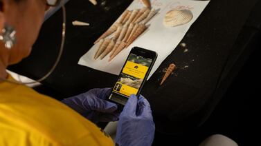 Funcionarios de Guanacaste Aeropuerto decomisaron conchas con ayuda de app