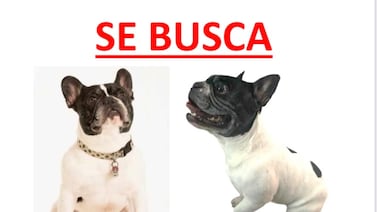 Delincuentes amenazan con puñal a adulta mayor para robarle el perrito