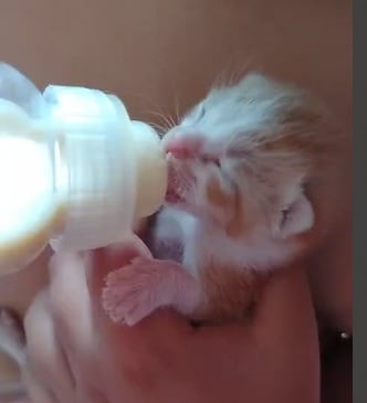 Laura Guevara rescató dos gaticos, Ronroneo y Moly, los cuales botaron recién nacidos en una caja de cervezas.