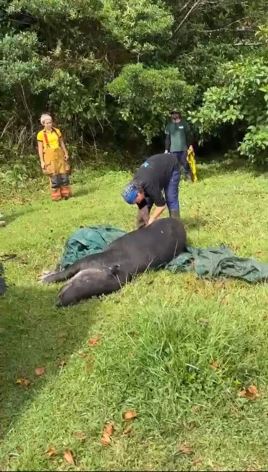 Bomberos lograron rescatar a una danta de 400 kilos en gestación que cayó en un pozo de cuatro metros en San Isidro de Heredia.