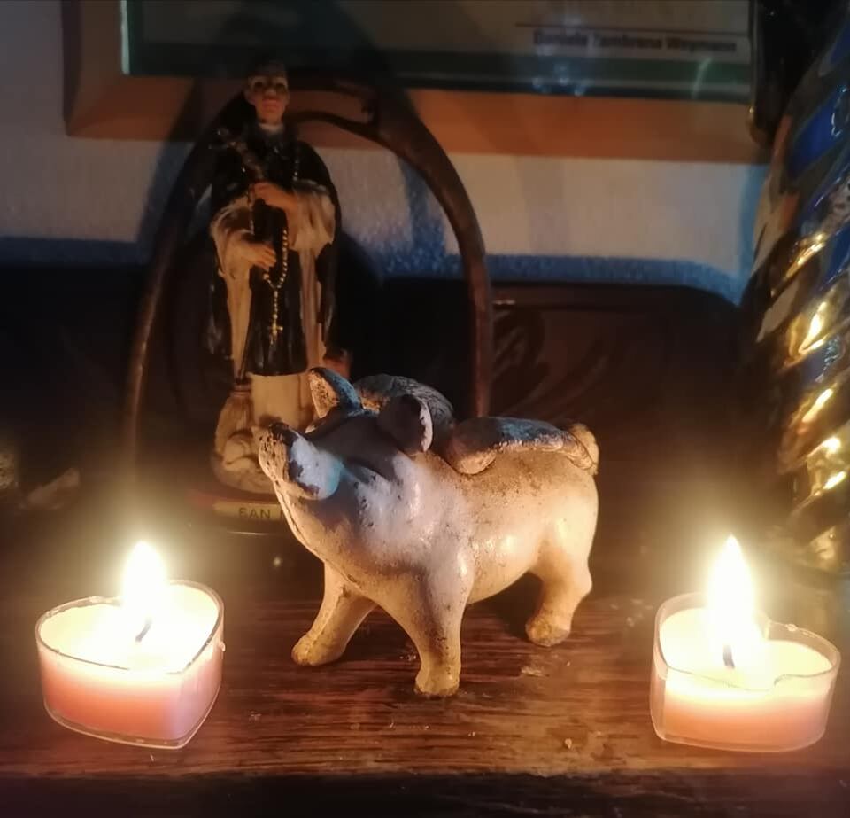 Uno de los chanchos más felices de Piedras Negras, en el cantón de Mora, Fidel, falleció la semana pasada en medio de sus amiguitos, de mucho amor y con un funeral que incluso incluyó un digno entierro