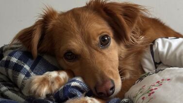 Zaguatica le devolvió la luz, esperanza y unión a un joven y su familia