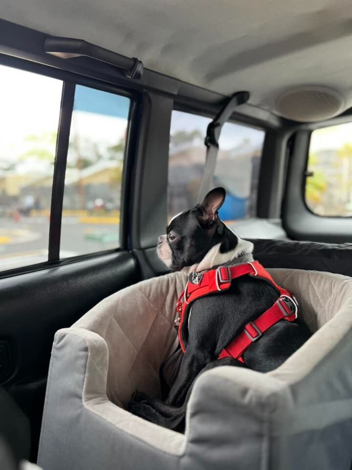 Si va a llevar su mascota a pasear en carro debe tener en cuenta ciertas reglas