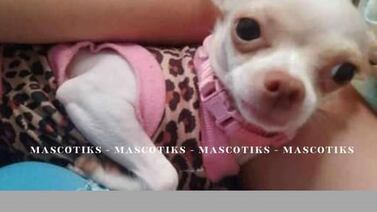 Familia está desesperada y pide ayuda para encontrar a su amada perrita