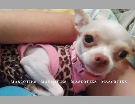 La perrita esta perdida desde el 5 de enero.