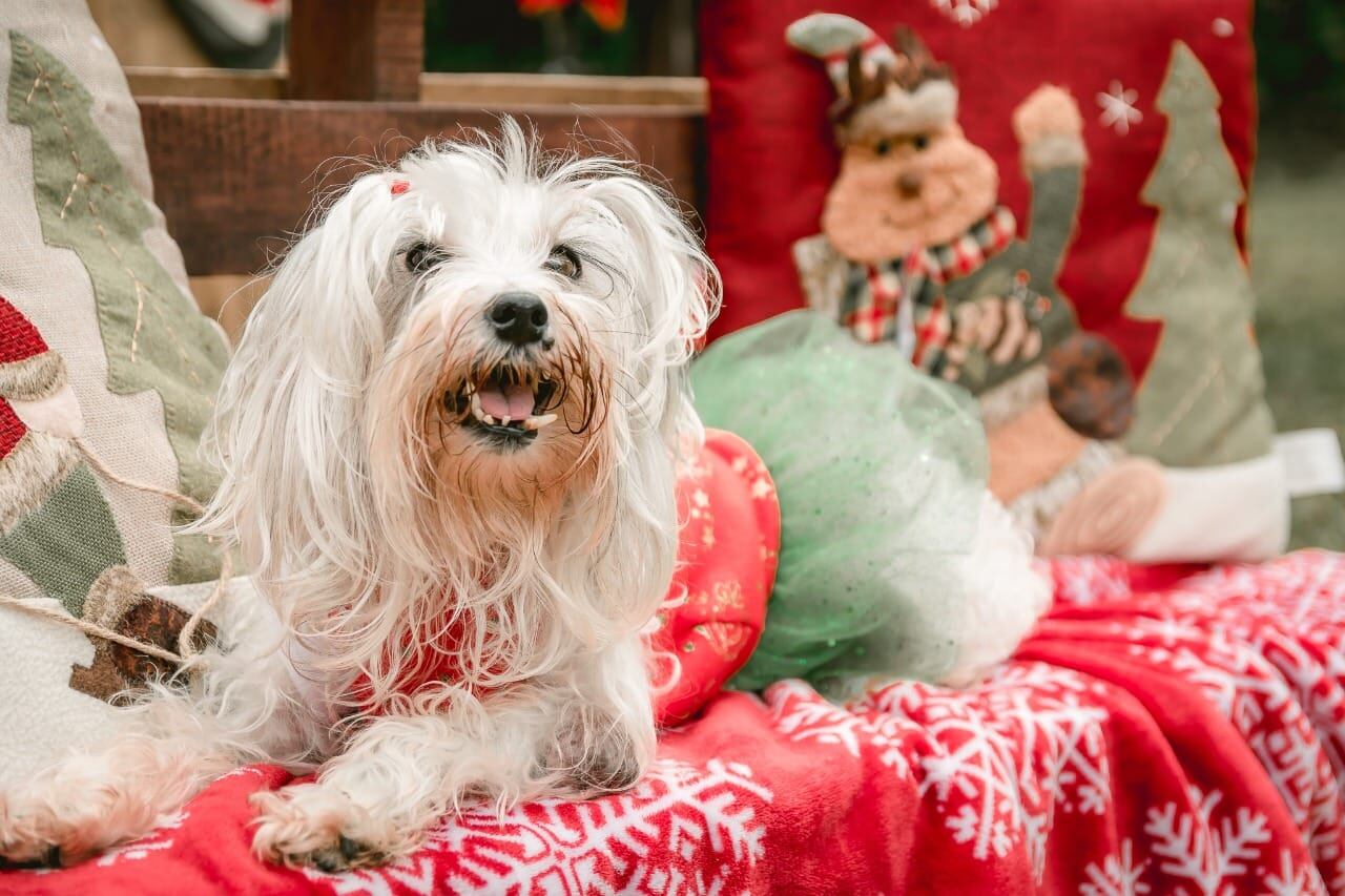 Cada 14 de enero se celebra el Día Mundial de Vestir a tu Mascota.