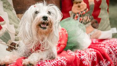 ¡Celebremos a los peluditos de la casa que siempre andan bien catrineados!