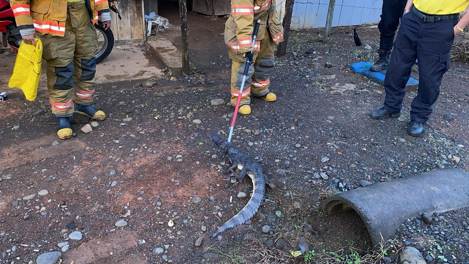 caimán debajo de la cama en Sarapiquí