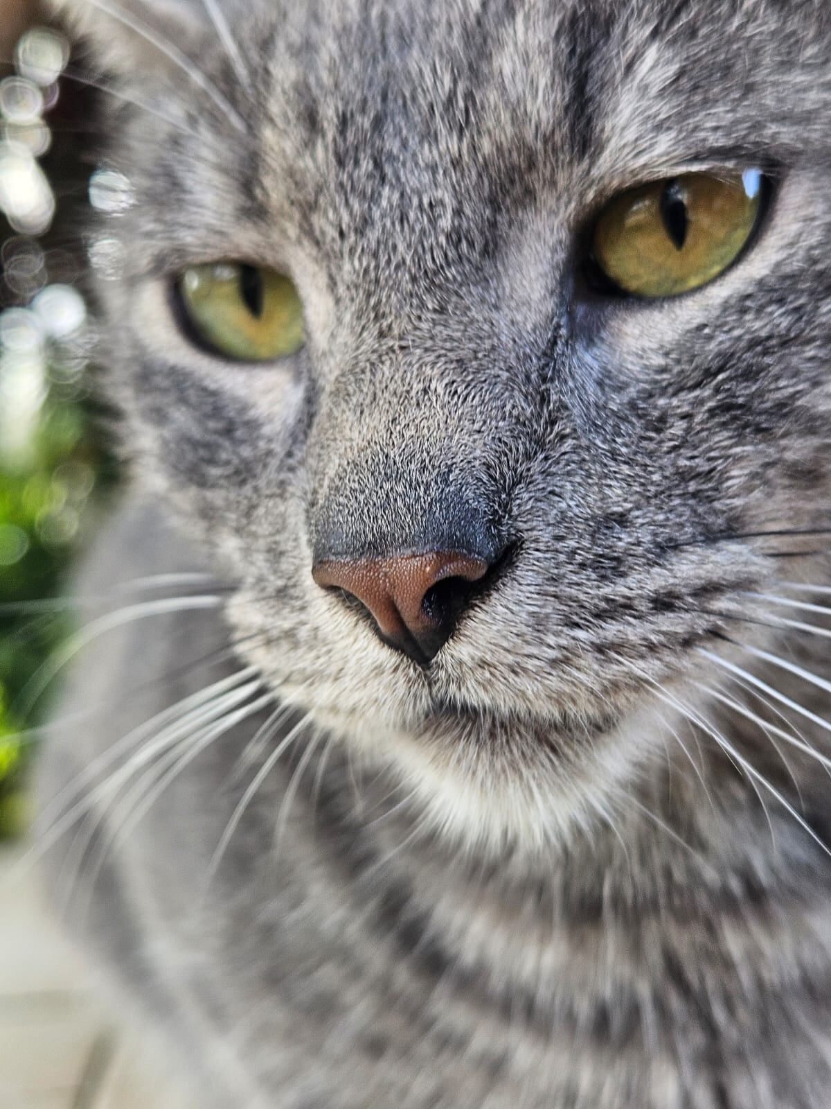 Los gatos eligen a su humano favorito según la atención, la calma y la confianza que reciben.