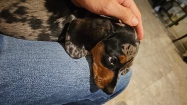 Al periodista Juan Carlos Zumbado su perro salchicha le curó todos los males