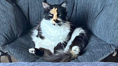 Michi, la gatita adoptada en Costa Rica que vive como una reina en Estados Unidos