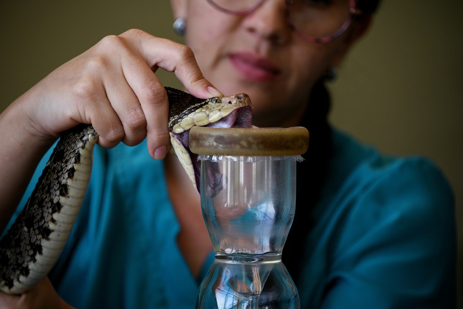 El Instituto Clodomiro Picado (ICP), de la Universidad de Costa Rica (UCR), creó la primera aplicación móvil gratuita llamada ICP App, la cual puede identificar las 25 serpientes venenosas que existen a nivel nacional y qué hacer en caso de una mordedura. En la foto, Andrés Hernández Bolaños, director farmacéutico del ICP-UCR