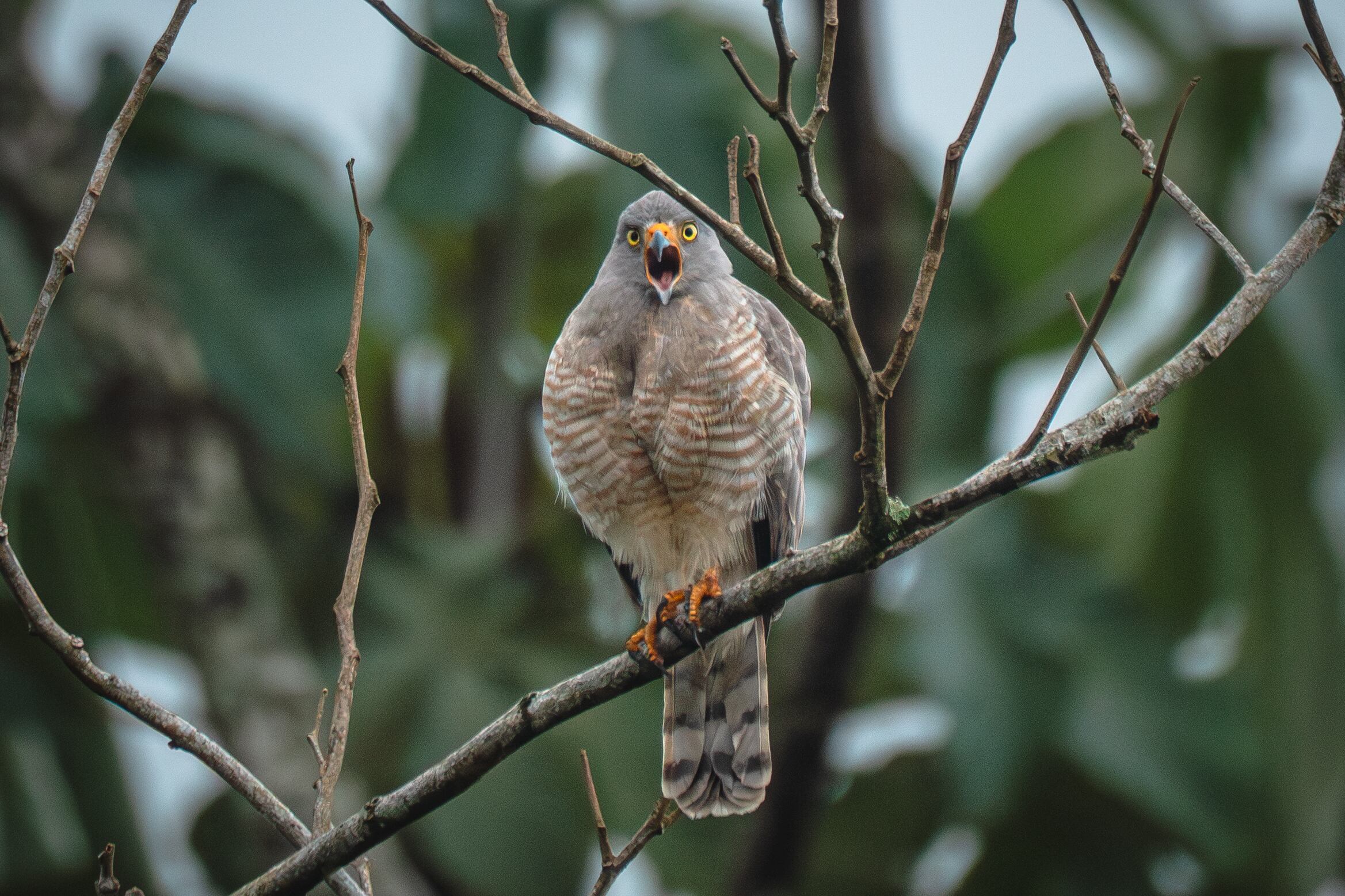 El Zota resguarda gran biodiversidad de animales en su hábitat natural.