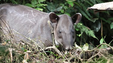 “Conociendo mi país” se sumerge en el Caribe: aventuras, playas y una fauna que enamora
