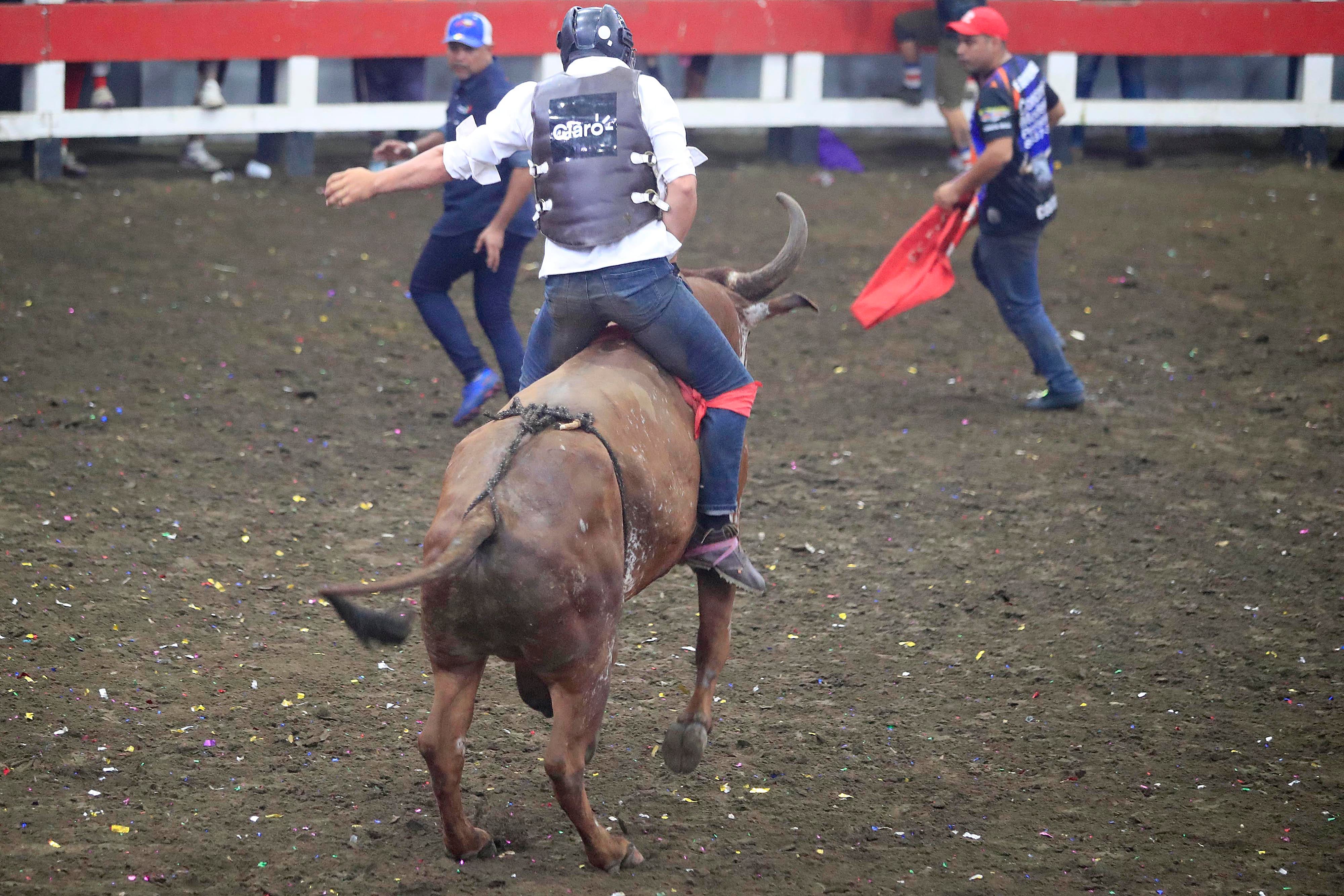 28/12/2023 Toros a la Tica, Palmares. Corrida de toros vespertina, cuya transmisión estuvo a cargo de Teletica Canal 7. Toros de monta y de cacho bravo (de corridas) de ganadería La Pinta fueron los encargados de ponerle la emoción dentro de la plaza. Pero además del ganado, montadores y toreros improvisados se llevaron las palmas de los espectadores que llenaron las gradas del redondel. Otra actividad que llamó mucho la atención y fue muy celebrada fue el Campeonato Nacional de Barrileras. Mario Guadamuz (de gorra azul), coordinador de los toreros improvisados, siempre está atento a todos los detalles, especialmente cuando alguno sale lesionado por alguna embestida.