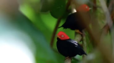 Pájaro en Costa Rica se hace viral tras mostrar pasos al estilo Michael Jackson.