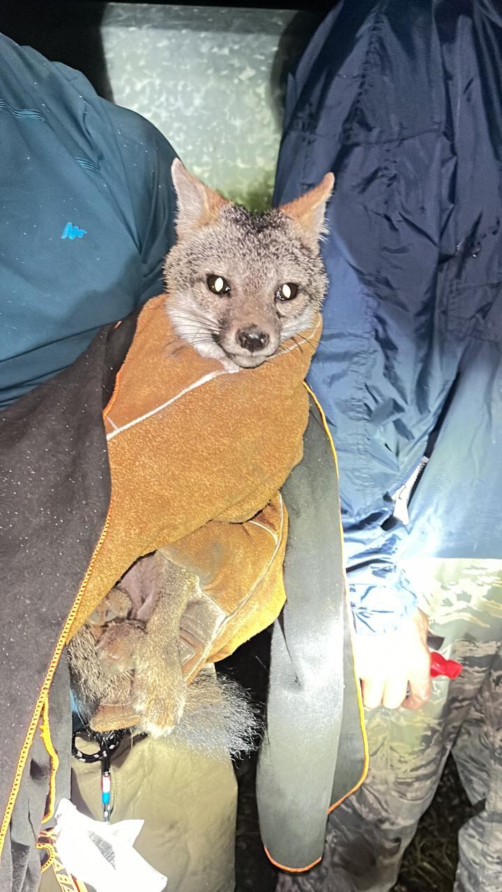 Rescatan a zorrito que se metió en complicado tubo