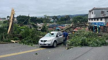Enorme árbol cae sobre dos carros y causa grandes daños en conocido barrio capitalino