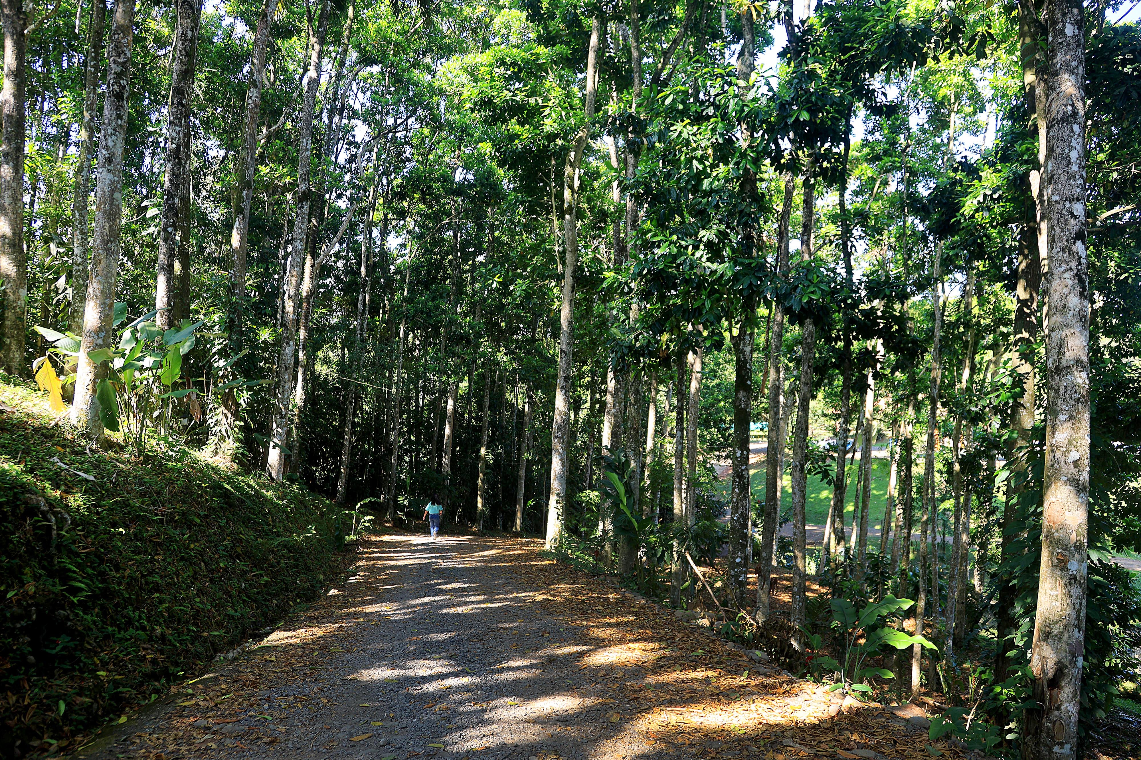 06/03/2024     Río Cuarto de Alajuela. Hotel del Bosque, ofrece caminatas por senderos naturales, servicio de restaurante, gimnasio, canchas y áreas al aire libre para practicar deporte, incluyendo una piscina natural. Foto: Rafael Pacheco Granados