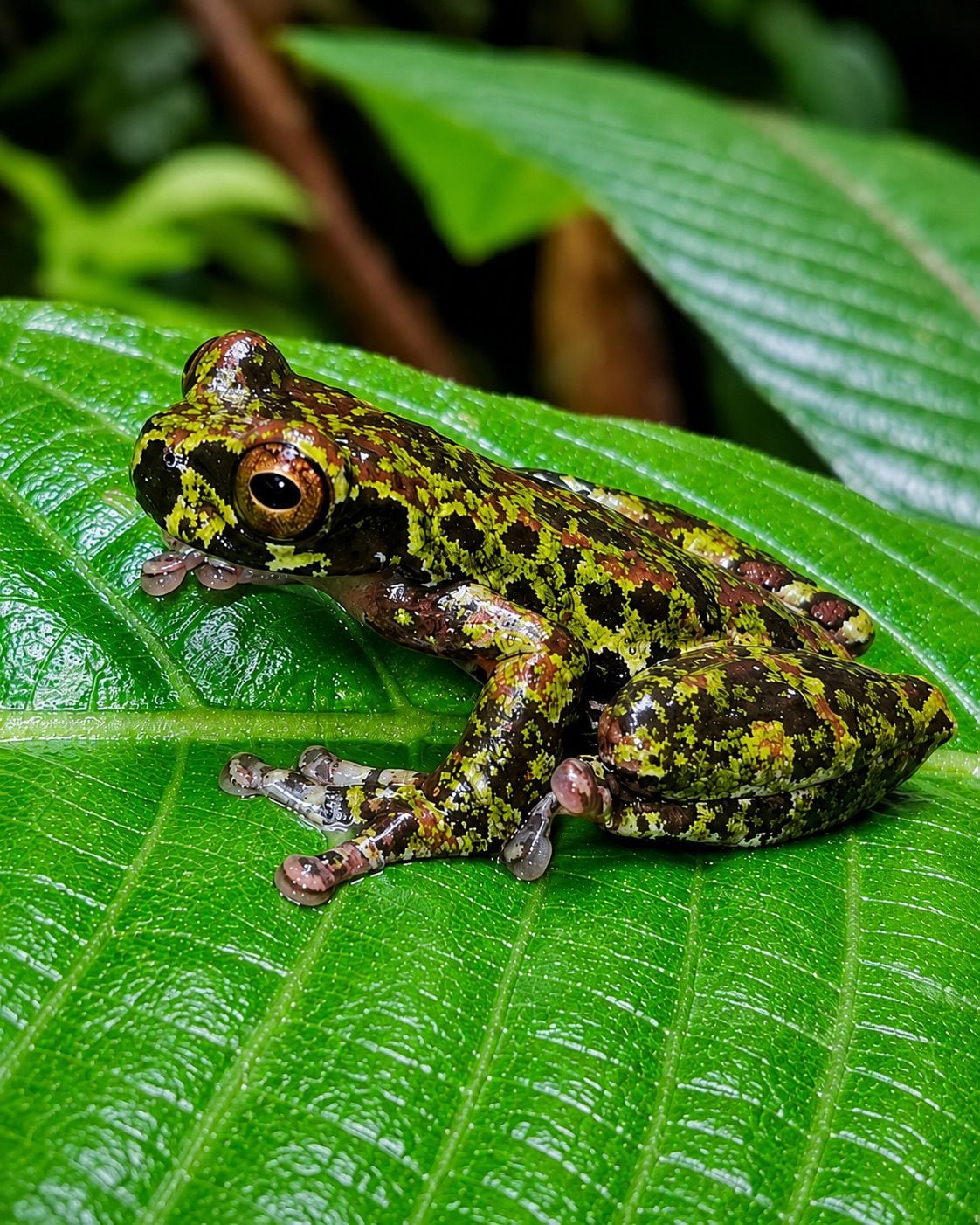 Danny Vásquez, guía naturalista de Quepos, lleva dos décadas caminando montañas, buscando animales y documentando los secretos que esconde la naturaleza. Por eso, cuando el 21 de setiembre del 2021 se topó con una pequeña rana junto a sus compañeros Juan Carlos Monge y Andrey Ramírez, su intuición le dijo que estaban frente a algo especial y desconocido que la ciencia en el 2026 llamó "rana de las nacientes".