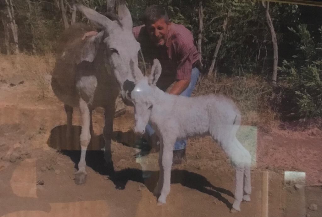 Alexánder González, el “papá” de Chepita, la burrita que carga a la imagen de Jesús en las procesiones de Semana Santa en San José