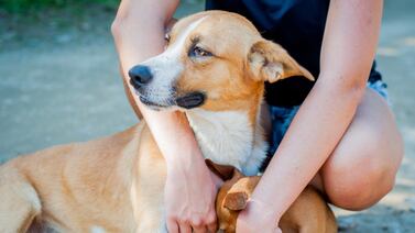 ¿Es cierto que hay un brote de distemper en Costa Rica? Atención a esta importante información
