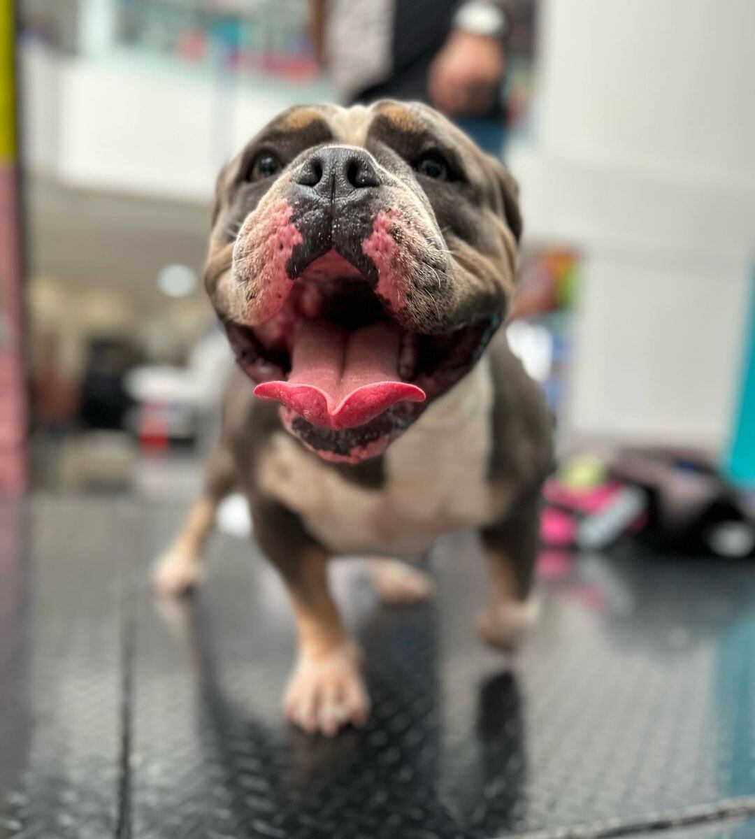 (Foto: Petchella Fest)