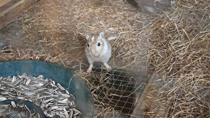 Un negocio exótico, pero ilegal fue el que descubrieron los agentes del OIJ en Pérez Zeledón. Foto: OIJ