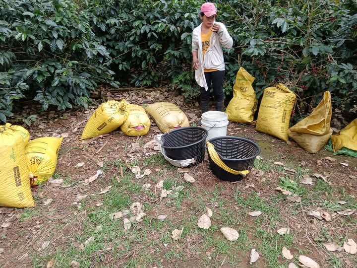 cogidas de café 2025