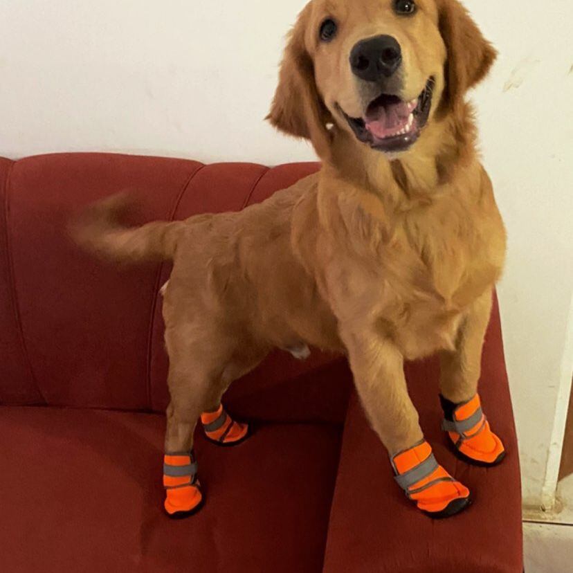 Carlos Martínez tiene un Golden Retriever al que le da todo tipo de chineos. Foto: Instagram