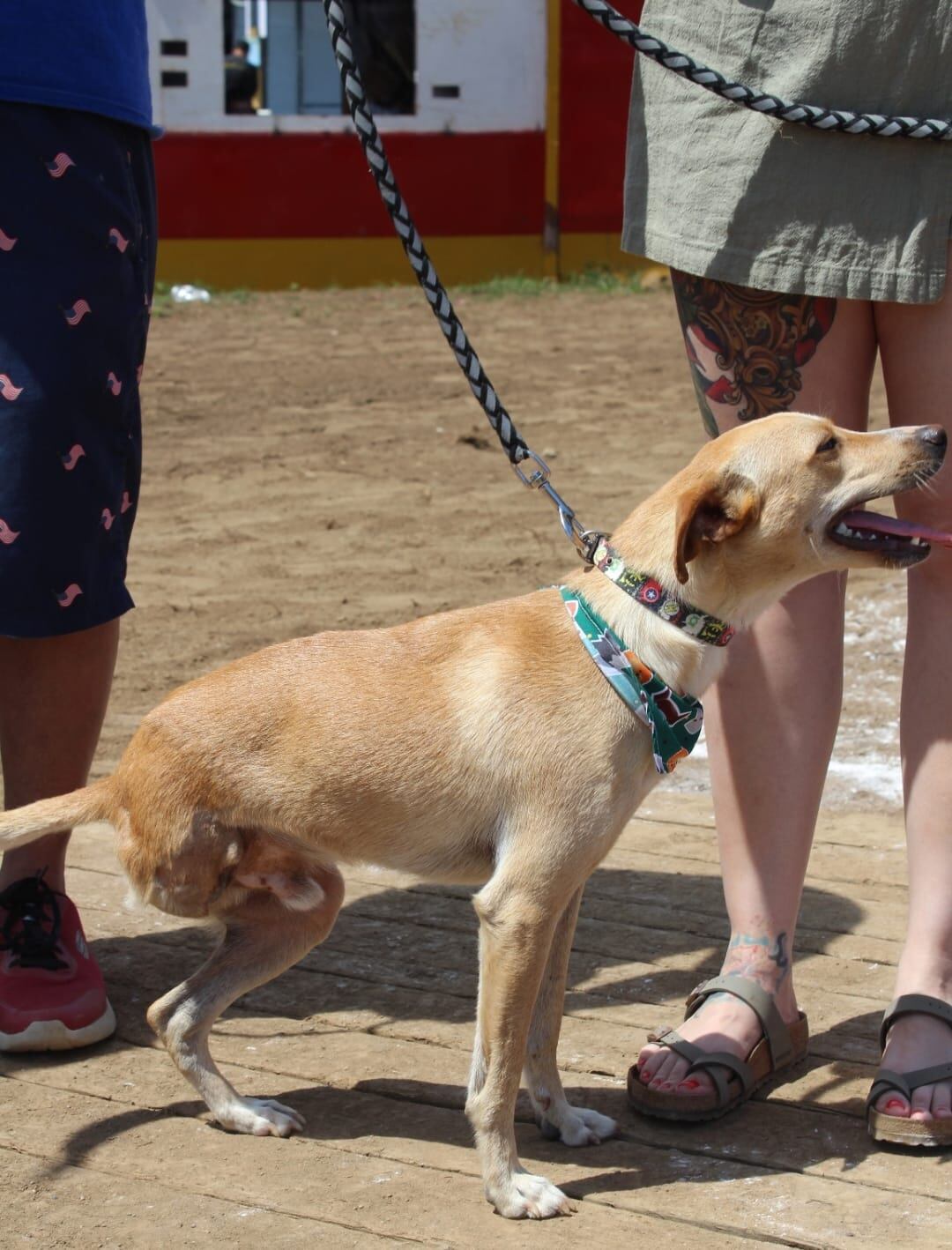 Pirucho, un perrito que fue rescatado de las calles, ganó la edición 35 del Zaguate del Año que se realiza en Pérez Zeledón.