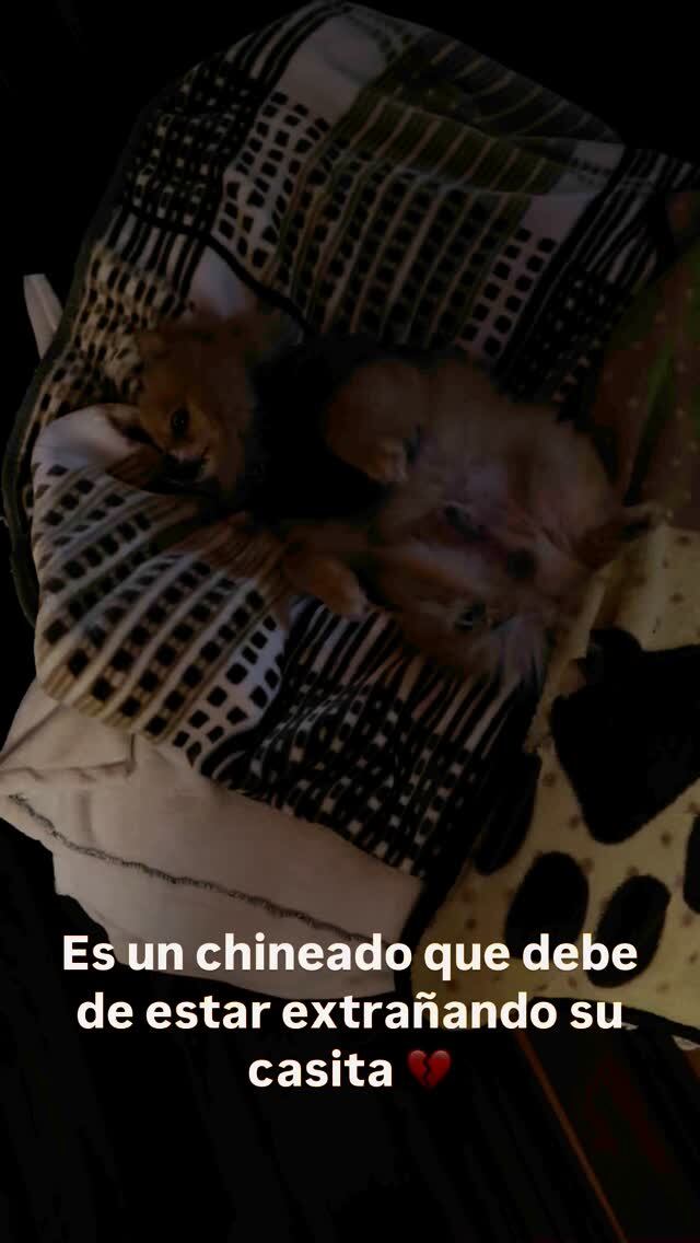 Elena Correa, modelo y cantante tica.