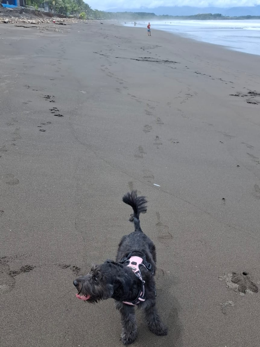 Erick Valverde Moreno, de 45 años, jamás imaginó que una adopción sería tan determinante en su vida. El 11 de agosto del 2024 Erick perdió a su papá y así llegó la perrita schnauzer Zola Zoe