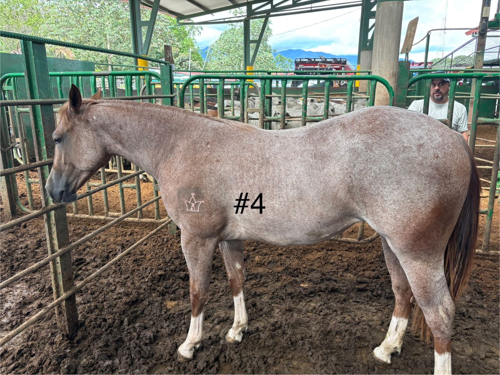 Los ocho caballos decomisados en la casa de una conocida barrilera de Pérez Zeledón, esposa de un supuesto líder narco, dejaron una millonada para Estado costarricense. Foto: ICD para La Teja
