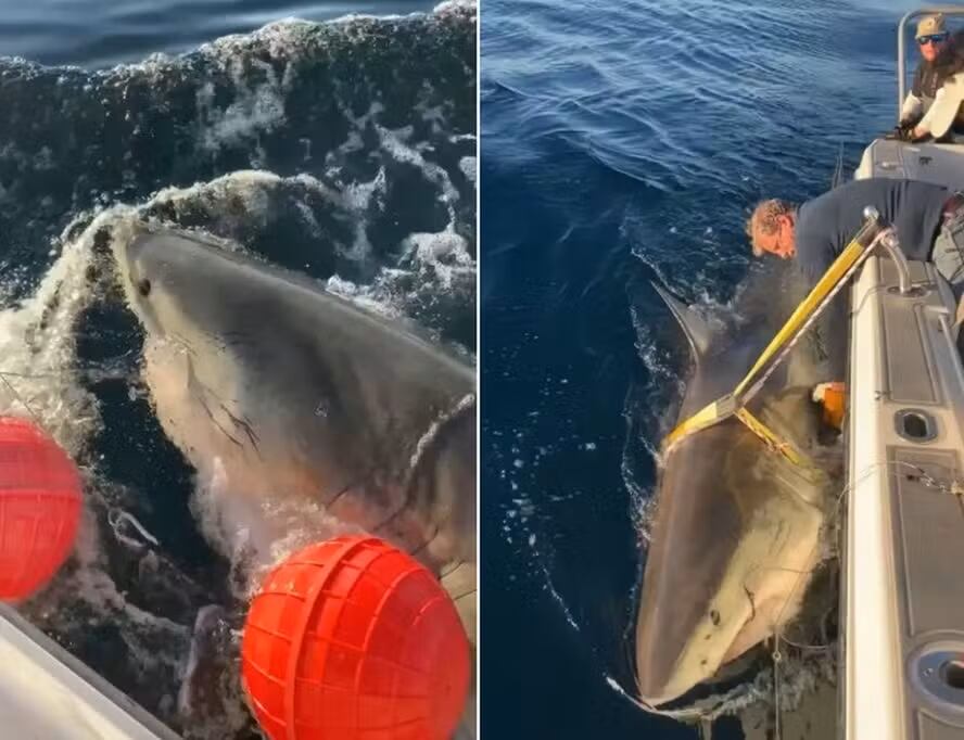 Contender, el tiburón blanco más grande del Atlántico, migra hacia el noreste de EE. UU. tras un periodo de alimentación clave.